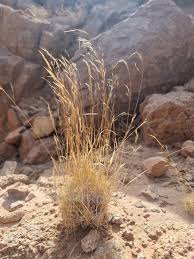 Image result for Stipagrostis