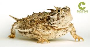 Where Have All The Horny Toads Gone Dallas News