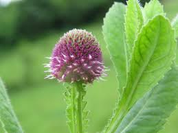 Image result for Sphaeranthus peduncularis