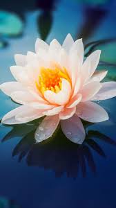 Flowers Wallpapers S11 Note 11 In 2020 Flowers Amazing Flowers Lily Wallpaper