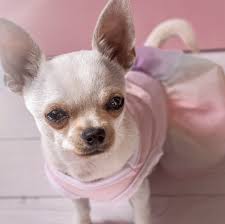 Image result for Recreation Pets Dogs Names