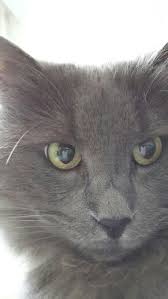 Good Morning Pose Grey Cats Nebelung Cat Grey And White Cat