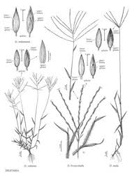 Image result for Digitaria diagonalis