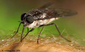 March Flies