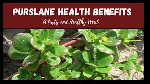 According to organic facts, purslane is a leafy vegetable most likely originated from the mediterranean region. Purslane Health Benefits A Healthy Tasty Weed Youtube