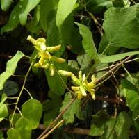 Image result for Rhynchosia viscosa