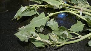 Image result for Ochthocharis