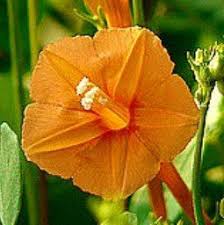 Image result for Ipomoea oenotherae