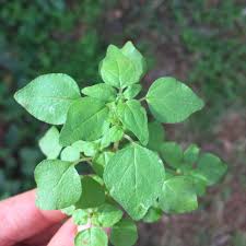 Image result for Parietaria