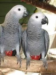 African Grey Talking Parrots Available For Sale Pets Nigeria African Grey Parrot African Grey Parrot