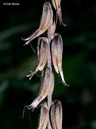 Image result for Fuirena leptostachya