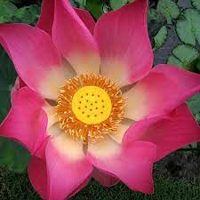 Lotus Bali Lotus Plant Beautiful Flowers Lotus Blossom