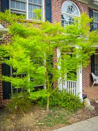 Japanese maples, whose botanical name is acer palmatum, are small trees that are usually grown for their colorful and beautiful leaves, their elegance, and their shape. Seiryu Japanese Maple Trees For Sale The Tree Center