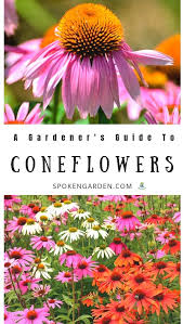 Download the perfect coneflowers pictures. 120 Coneflowers Ideas In 2021 Echinacea Plants Perennials