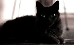 Kedi Miriltisi Faydalari Mirildayan Bir Kedi Ne Kadar Mutlu Eder Kedi Hayvanlar Mutlu