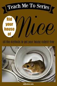 How To Get Rid Of Mice In Your House Wifesense In 2020 Getting Rid Of Mice Homemade Dishwasher Soap How To Get