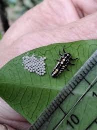 Image result for Tragia glabrata