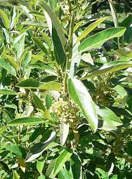 Image result for Achariaceae