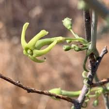 Image result for Trochomeria