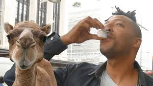 Overall benefits of drinking camel milk. What People Had To Say After Trying Camel Milk Youtube