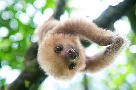 Sloth Love In Costa Rica Organic Spa Magazine Animals Cute Baby Sloths Baby Animals