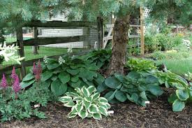 Hostas Under Pine Tree Garden Landscape Inspirations Landscaping What Grows Trees Ground Co Garden Ideas Under Trees Landscaping Trees Landscaping Around Trees