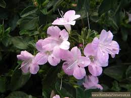 Image result for Barleria setosa