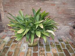 Image result for Kořenokvětka Aspidistra