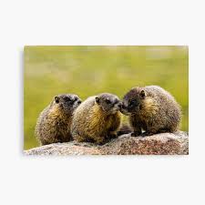 This site contains information about fat marmot. Baby Marmot Gifts Merchandise Redbubble