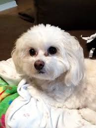 Black And White Maltese Poodle Dog Missing Dog Small White Maltese Poodle Mix From Strawberry Plains Tn Area Her Name Is Lulla Call 865 932 3681 If Any Sighti Dogs Small Dogs Dog Clothes Diy