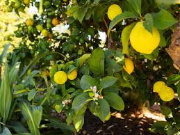 We did not find results for: Meyer Lemon Tree Plant Care Growing Guide