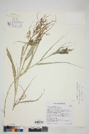 Image result for Panicum subalbidum
