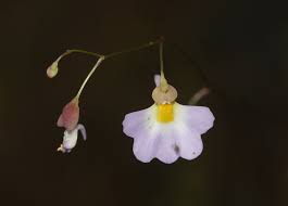Image result for Utricularia striatula