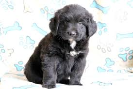 I am looking for a newfoundland german shepherd mix puppy. Blissful Newfoundland Mix Puppy For Sale Keystone Puppies