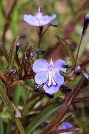 Image result for Rotheca