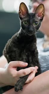 The cornish rex is a highly active cat that enjoys using its strong muscles to show off by 04.01.2021 · find cornish rex kittens for sale on pets4you.com. 44 Cornish Rex Ideas Cornish Rex Cornish Rex Cat Rex Cat