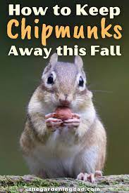 How To Keep Chipmunks Away This Fall Garden Outdoor Entertaining Chipmunks
