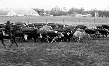 Cattle Drives In The United States Wikipedia