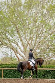 About us — Sugarloaf Dressage Club Inc