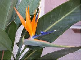 Bird Of Paradise Plant For Sale Near Me Bird Of Paradise Strelitzia Reginae Buy It Now Birds Of Paradise Flower Plants Birds Of Paradise Plant