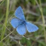 Check spelling or type a new query. What S The Meaning Of A Blue Butterfly And What Does It Signify Mysticurious