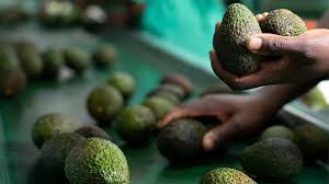 The variety where i live in mexico is all hass grown for export. Get Insight On The Avocado Market Trends For The Year 2021