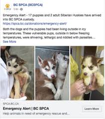Spca husky that was rescued in december had puppies and now people can get a second chance at taking one home. Spca Seeks Names For 17 Husky Puppies Surrendered From B C Interior Vancouver Sun