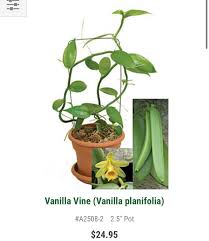 Image result for Vanilla crenulata