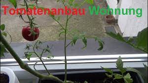 Tomaten sind lecker, saftig und gesund und enthalten viel vitamin c, k und a sowie viele andere mineralien und nährstoffe. Tomatenanbau In Der Wohnung Tomaten Auch Im Winter Anbauen Youtube