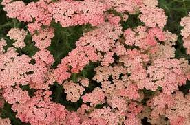Top 10 Plants For Sandy Soil Yarrow Achillea Achillea Zones 3 To 9 Lacy Flower Heads Top Each Stem Of Yarrow V Sandy Soil Plants Garden Soil Preparation