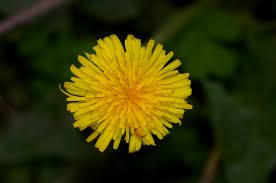 Image result for Taraxacum sp.