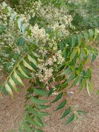 Image result for Kirkiaceae