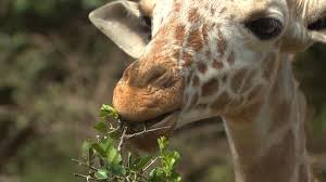 Rescue Giraffe Becomes Friend With Baby Elephants Cnn Video