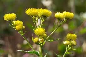 Image result for Nidorella auriculata